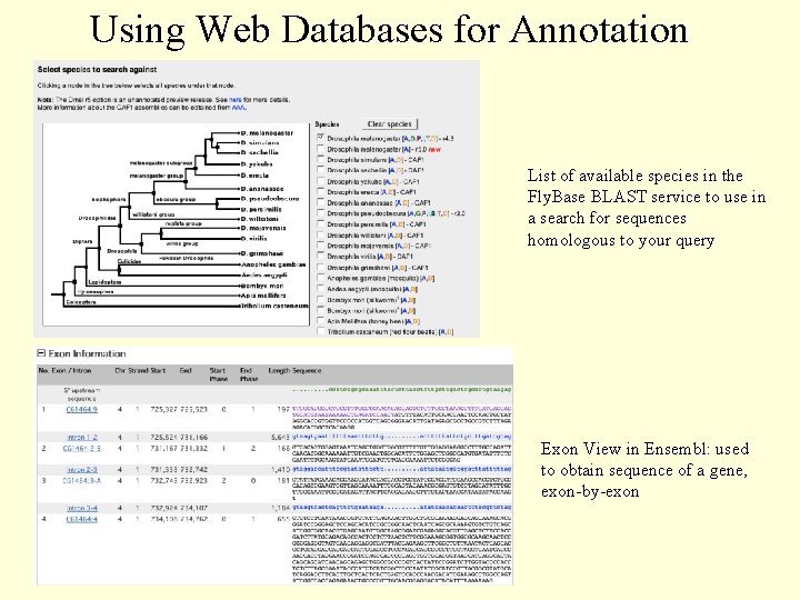 Using Web Databases for Annotation List of available species in the Fly. Base BLAST