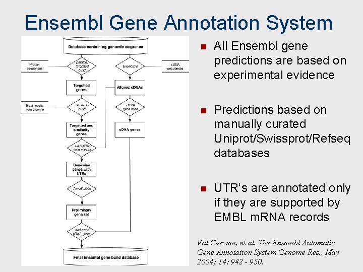 Ensembl Gene Annotation System n All Ensembl gene predictions are based on experimental evidence