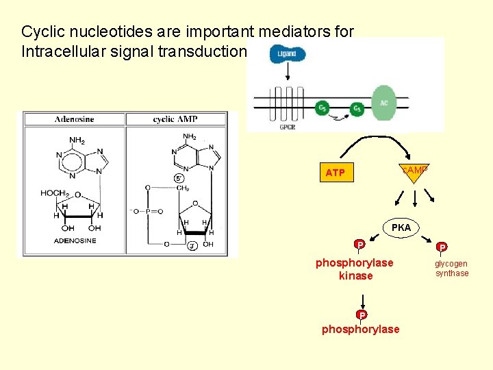 Cyclic nucleotides are important mediators for Intracellular signal transduction 10 -10 M c. AMP