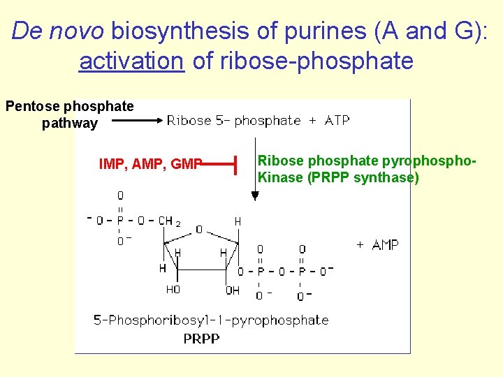 De novo biosynthesis of purines (A and G): activation of ribose-phosphate Pentose phosphate pathway