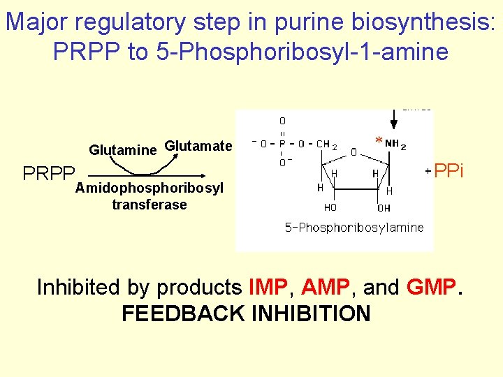 Major regulatory step in purine biosynthesis: PRPP to 5 -Phosphoribosyl-1 -amine Glutamate PRPP Amidophosphoribosyl
