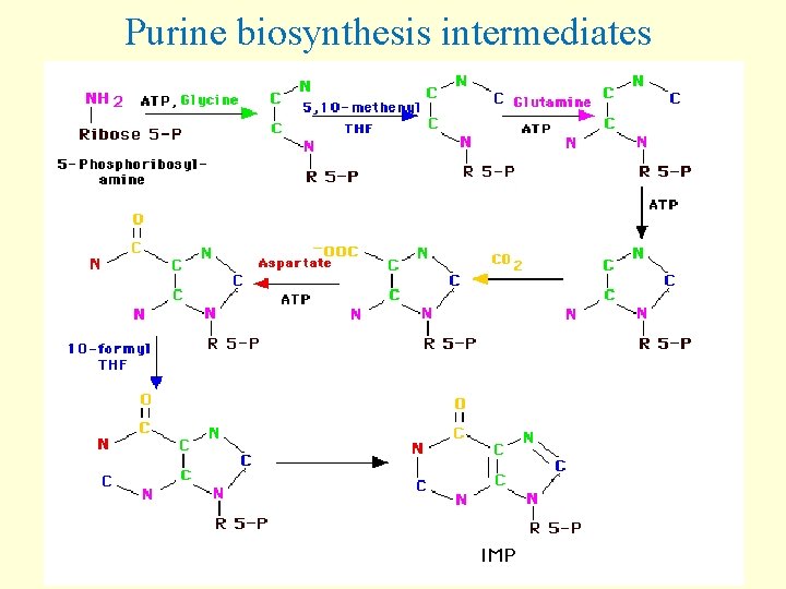 Purine biosynthesis intermediates 