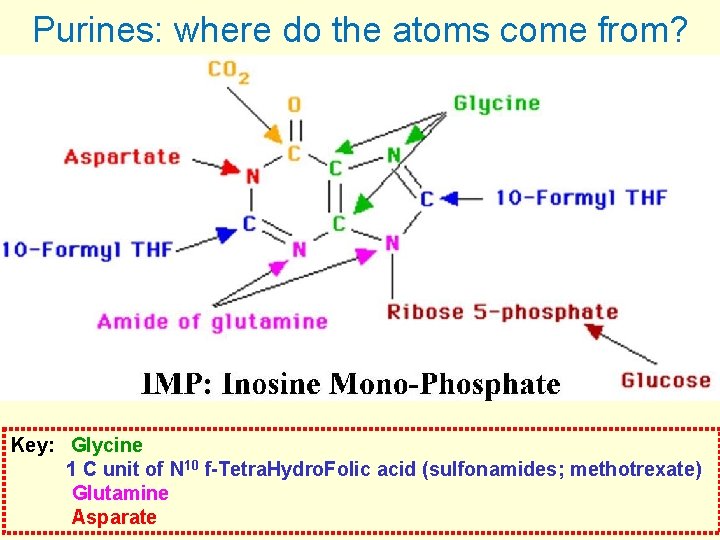 Purines: where do the atoms come from? Key: Glycine 1 C unit of N