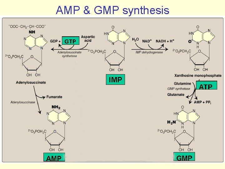 AMP & GMP synthesis IMP 