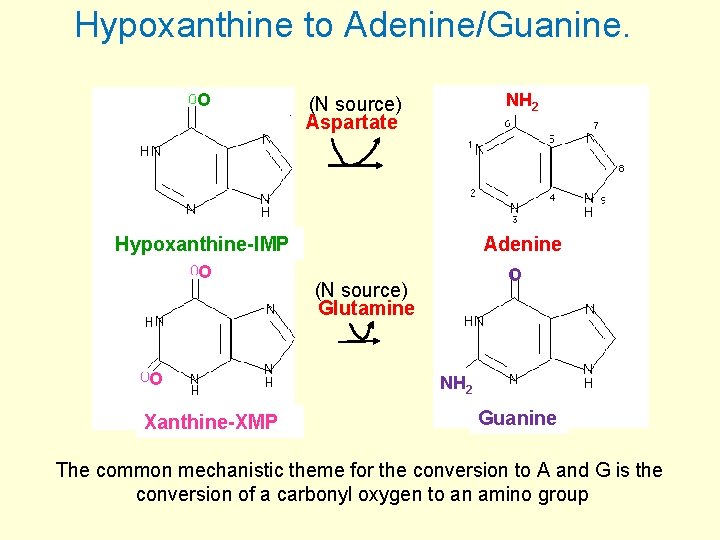 Hypoxanthine to Adenine/Guanine. O NH 2 (N source) Aspartate Hypoxanthine-IMP O O Xanthine-XMP Adenine