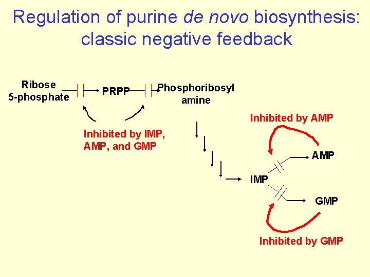 Regulation of purine de novo biosynthesis: classic negative feedback Ribose 5 -phosphate PRPP Phosphoribosyl