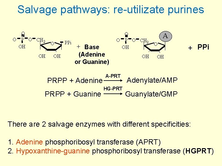 Salvage pathways: re-utilizate purines O O P O CH 2 OH OH O OH