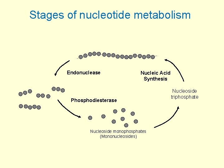 Stages of nucleotide metabolism Endonuclease Nucleic Acid Synthesis Phosphodiesterase Nucleoside monophosphates (Mononucleosides) Nucleoside triphosphate