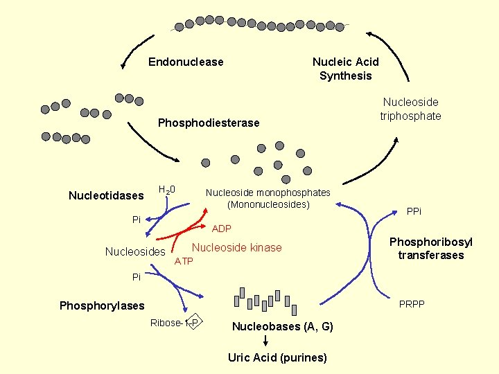 Endonuclease Nucleic Acid Synthesis Phosphodiesterase Nucleotidases H 20 Nucleoside monophosphates (Mononucleosides) Pi Nucleoside triphosphate