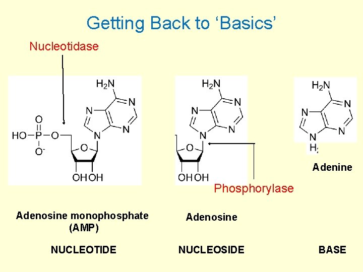 Getting Back to ‘Basics’ Nucleotidase Adenine Phosphorylase Adenosine monophosphate (AMP) Adenosine NUCLEOTIDE NUCLEOSIDE BASE