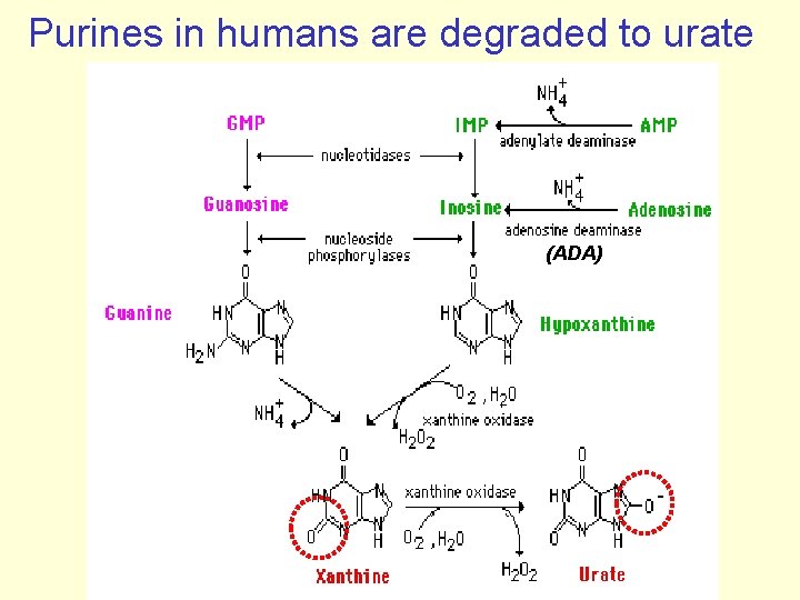 Purines in humans are degraded to urate (ADA) 