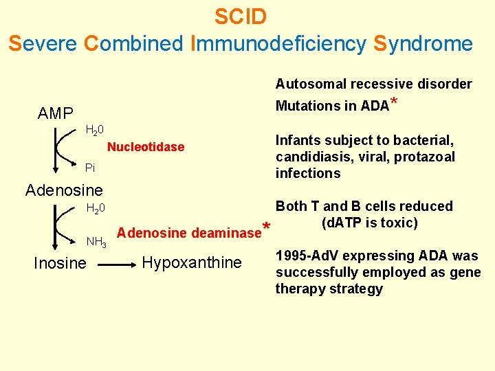 SCID Severe Combined Immunodeficiency Syndrome Autosomal recessive disorder Mutations in ADA* AMP H 2
