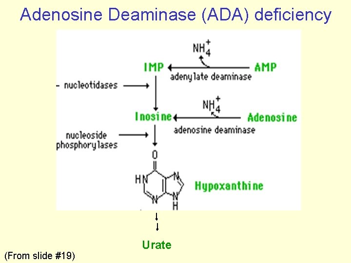 Adenosine Deaminase (ADA) deficiency (From slide #19) Urate 