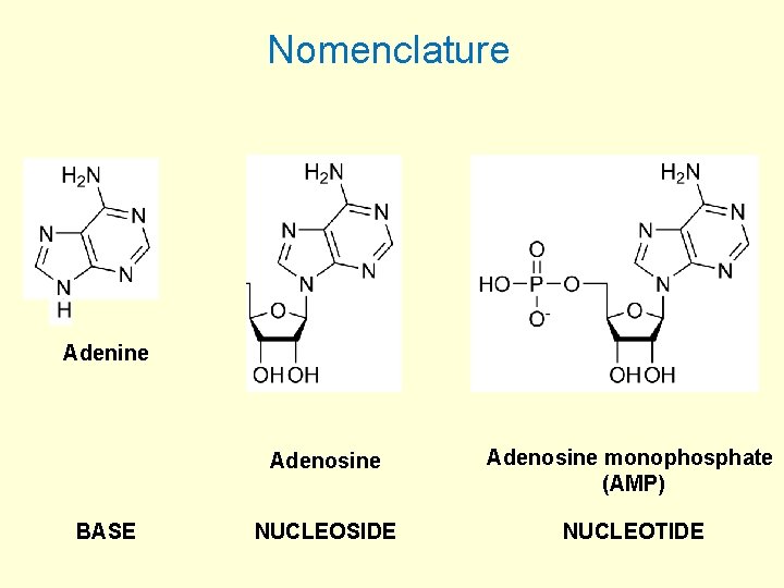 Nomenclature Adenine BASE Adenosine monophosphate (AMP) NUCLEOSIDE NUCLEOTIDE 