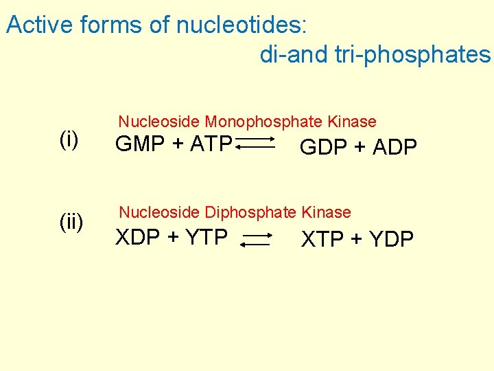 Active forms of nucleotides: di-and tri-phosphates Nucleoside Monophosphate Kinase (i) GMP + ATP (ii)