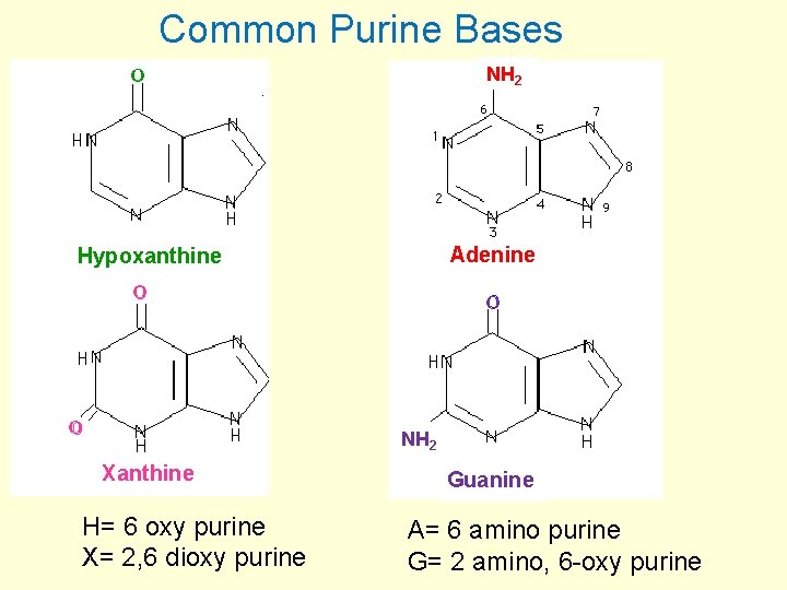 Common Purine Bases NH 2 O Adenine Hypoxanthine O O O NH 2 Xanthine
