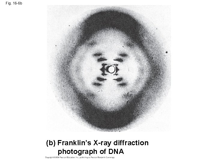 Fig. 16 -6 b (b) Franklin’s X-ray diffraction photograph of DNA 