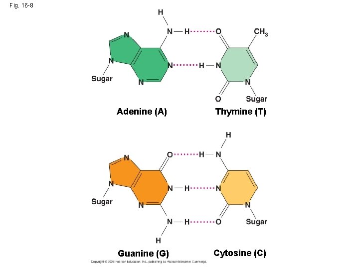 Fig. 16 -8 Adenine (A) Thymine (T) Guanine (G) Cytosine (C) 