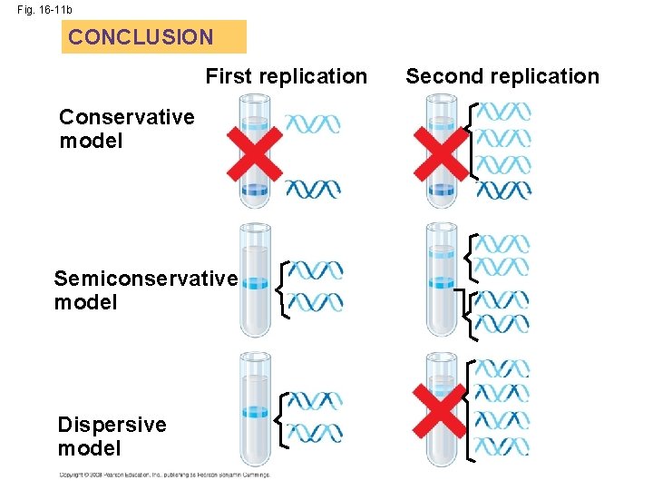 Fig. 16 -11 b CONCLUSION First replication Conservative model Semiconservative model Dispersive model Second