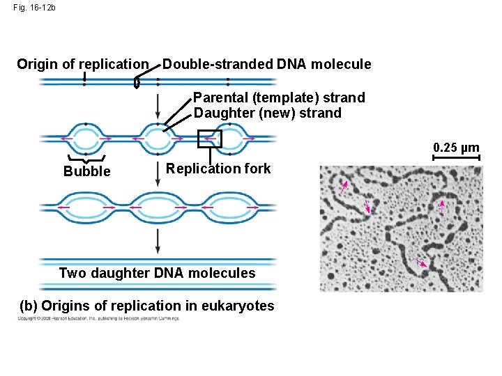 Fig. 16 -12 b Origin of replication Double-stranded DNA molecule Parental (template) strand Daughter