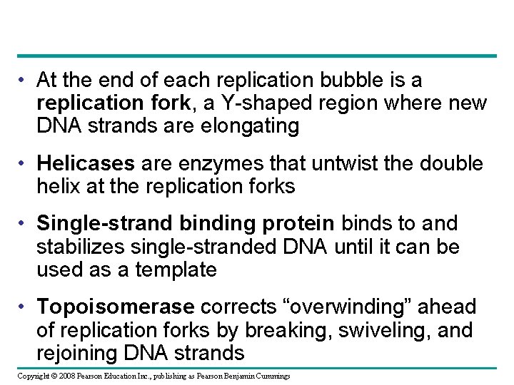  • At the end of each replication bubble is a replication fork, a