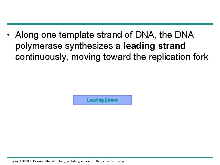  • Along one template strand of DNA, the DNA polymerase synthesizes a leading