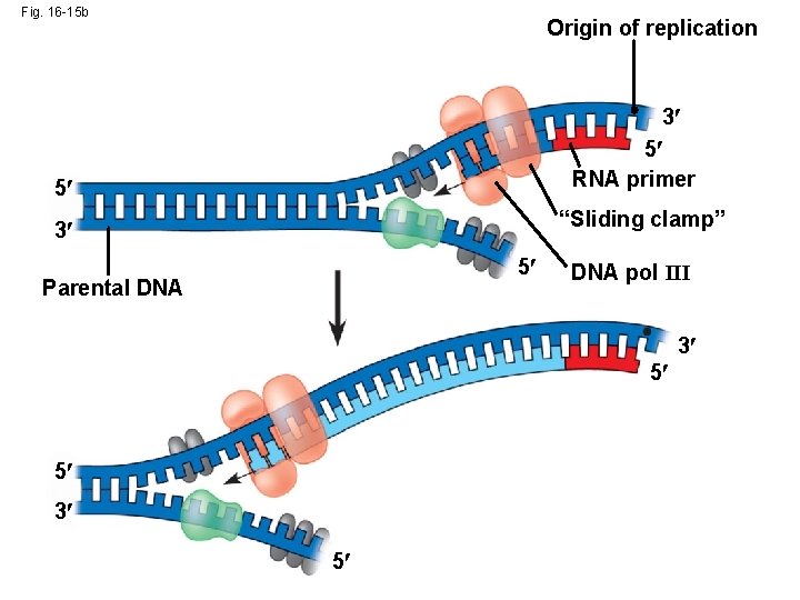 Fig. 16 -15 b Origin of replication 3 5 RNA primer 5 “Sliding clamp”