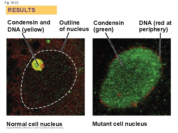 Fig. 16 -22 RESULTS Condensin and DNA (yellow) Outline Condensin of nucleus (green) Normal