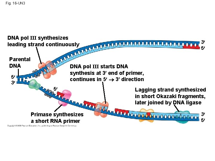 Fig. 16 -UN 3 DNA pol III synthesizes leading strand continuously Parental DNA 3