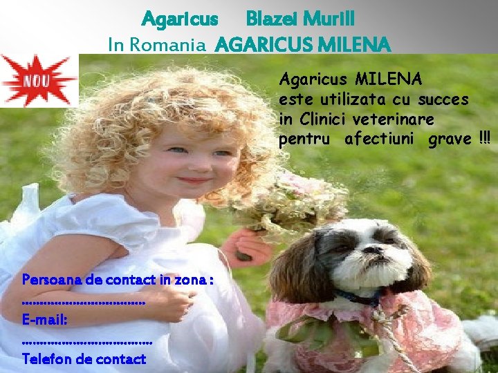 Agaricus Blazei Murill In Romania AGARICUS MILENA Agaricus MILENA este utilizata cu succes in
