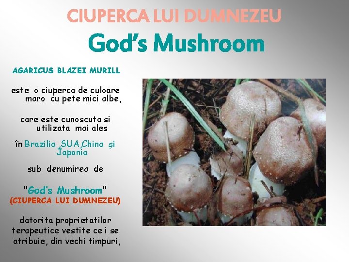 CIUPERCA LUI DUMNEZEU God’s Mushroom AGARICUS BLAZEI MURILL este o ciuperca de culoare maro