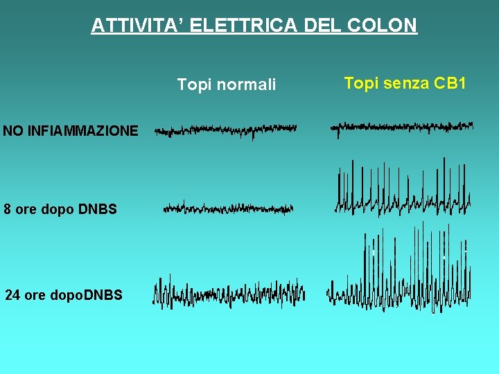 ATTIVITA’ ELETTRICA DEL COLON Topi normali NO INFIAMMAZIONE 8 ore dopo DNBS 24 ore