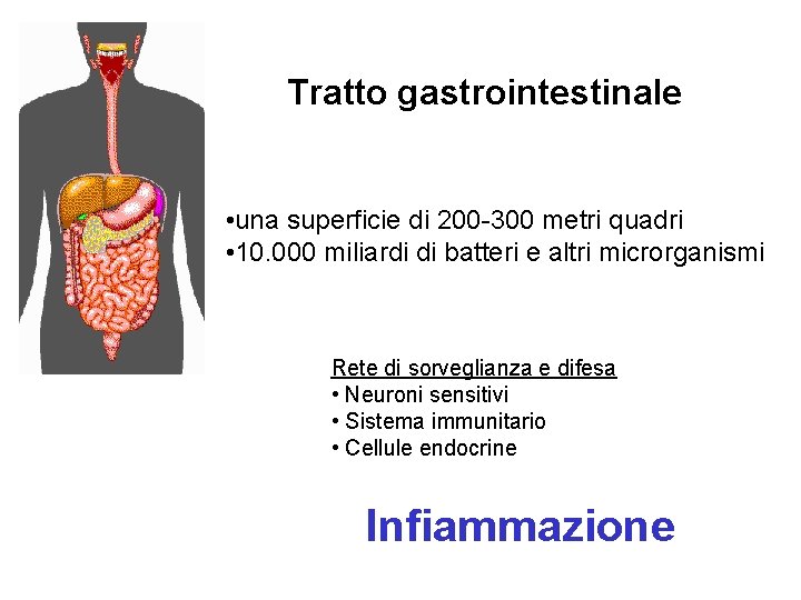 Tratto gastrointestinale • una superficie di 200 -300 metri quadri • 10. 000 miliardi