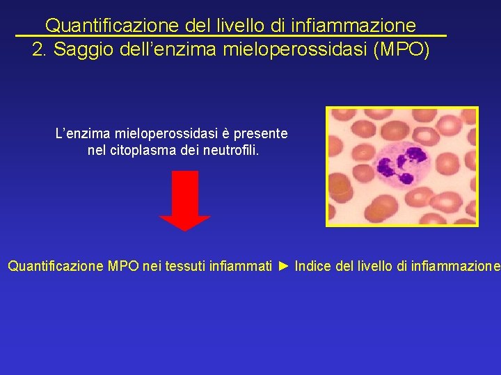 Quantificazione del livello di infiammazione 2. Saggio dell’enzima mieloperossidasi (MPO) L’enzima mieloperossidasi è presente