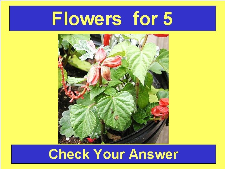 Flowers for 5 Check Your Answer 