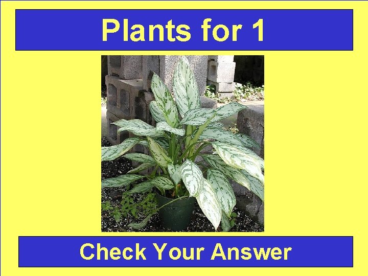 Plants for 1 Check Your Answer 