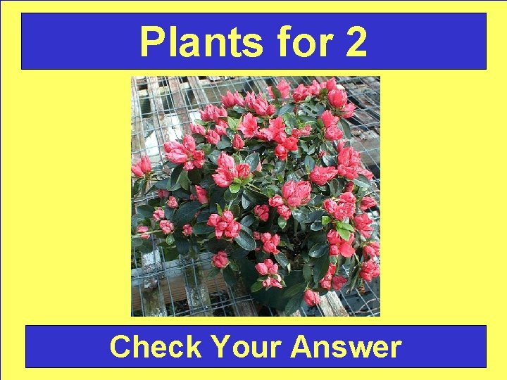 Plants for 2 Check Your Answer 