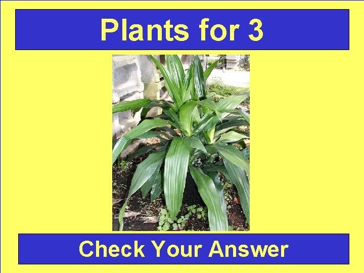 Plants for 3 Check Your Answer 