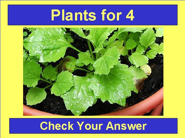 Plants for 4 Check Your Answer 