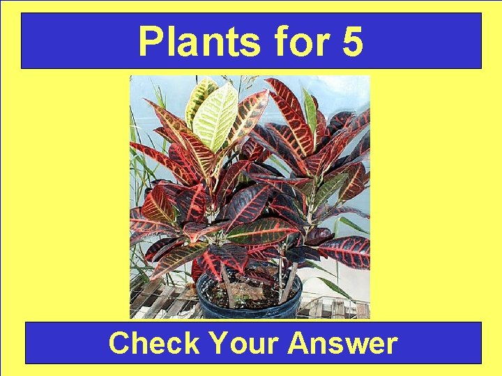 Plants for 5 Check Your Answer 