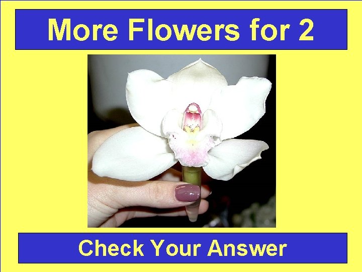 More Flowers for 2 Check Your Answer 