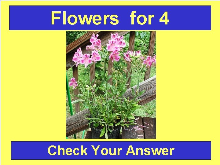 Flowers for 4 Check Your Answer 