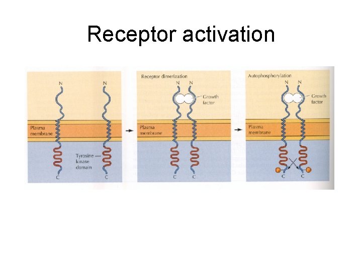 Receptor activation 