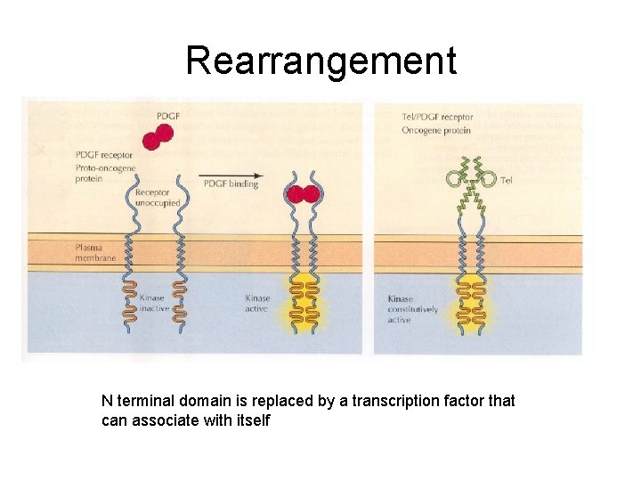 Rearrangement N terminal domain is replaced by a transcription factor that can associate with