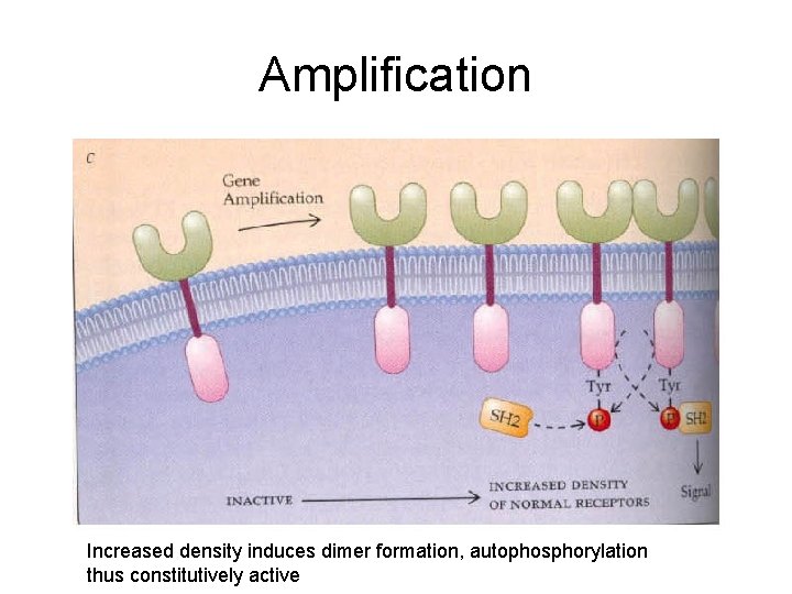 Amplification Increased density induces dimer formation, autophosphorylation thus constitutively active 