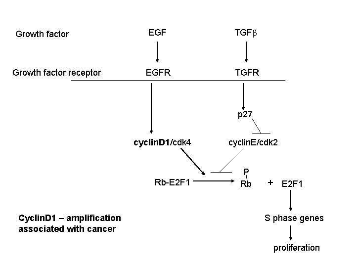 Growth factor receptor EGF TGFb EGFR TGFR p 27 cyclin. D 1/cdk 4 Rb-E