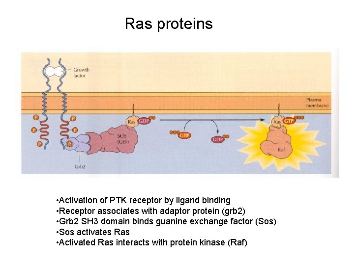 Ras proteins • Activation of PTK receptor by ligand binding • Receptor associates with