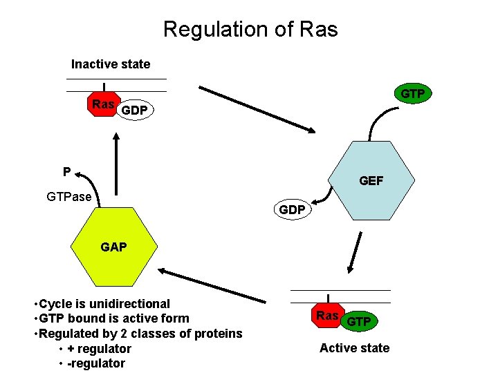Regulation of Ras Inactive state Ras GTP GDP P GEF GTPase GDP GAP •