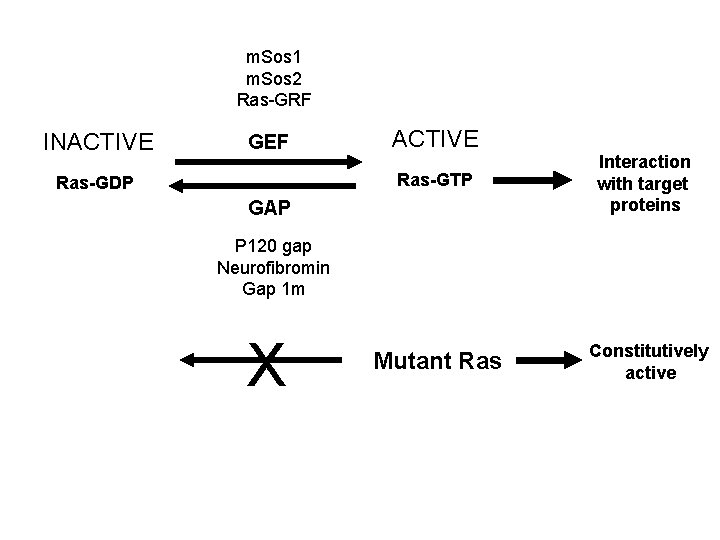 m. Sos 1 m. Sos 2 Ras-GRF INACTIVE GEF Ras-GDP ACTIVE Ras-GTP Interaction with