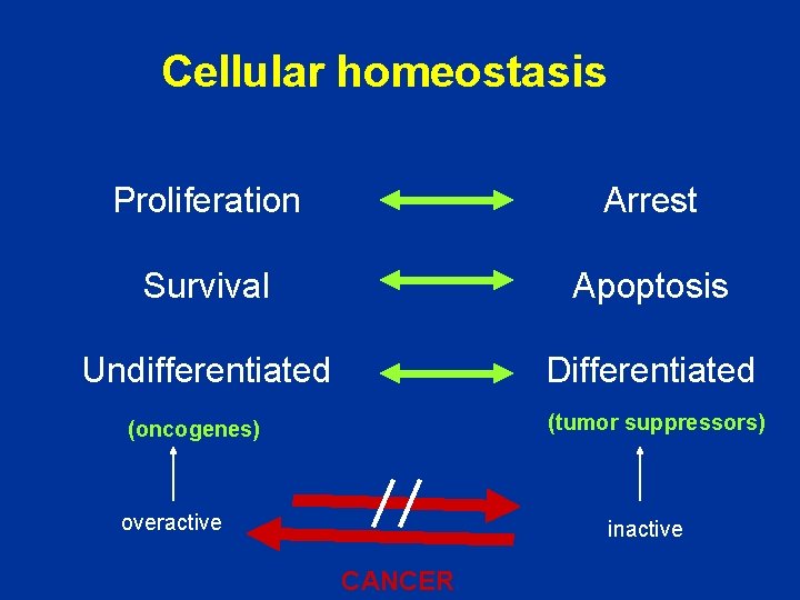 Cellular homeostasis Proliferation Arrest Survival Apoptosis Undifferentiated Differentiated (tumor suppressors) (oncogenes) overactive inactive CANCER